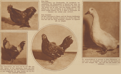 873817 Collage van 4 foto's betreffende de Pluimvee- en Konijnententoonstelling Ornithophilia, in het 1e ...